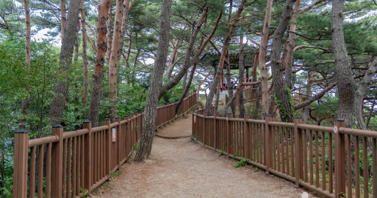 Pine forest path leading toward the Hajodae pavilion in Yangyang